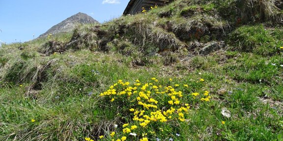 Mutsbühl - Arnika, Ötzi & Co – entdeckt die Natur rund um Vent