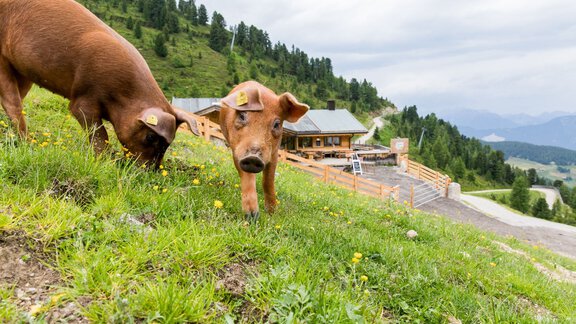 Tierische Bewohner auf der Balbach Alm - Ötztal Tourismus Büro Oetz