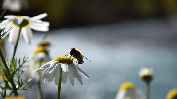 Nature - Ötztal