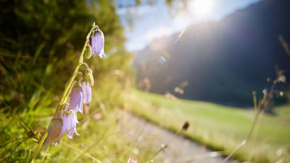 Bergmahderweg - Landscape - Flowers - Ötztal