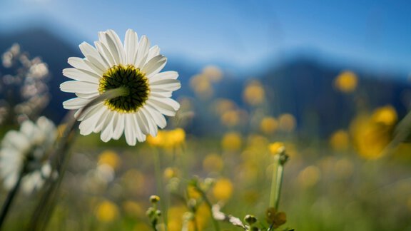 Flowers - Landscape - Ötztal