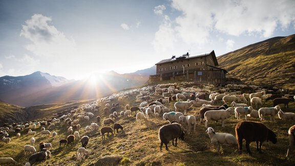Sheep Drive Martin Busch Hut - Bianca Klotz