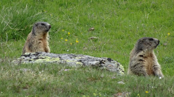 Marmots on the way to the Similaun Hut - Bianca Klotz