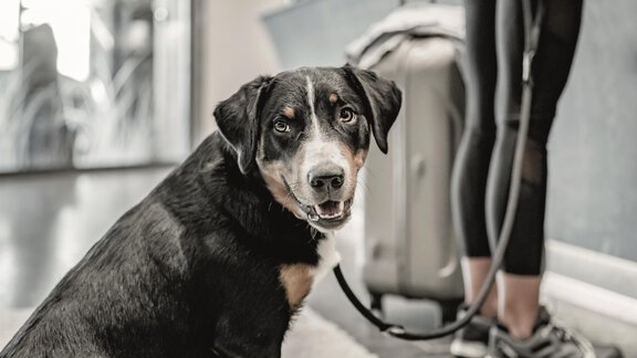 Hunde willkommen - SKI | GOLF | WELLNESS Hotel Riml ****S - Hochgurgl