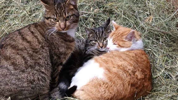 Streichelzoo Bio & Reiterhof der Veitenhof - Niederthai