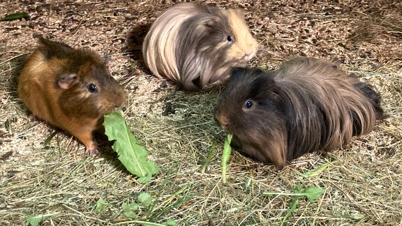 Streichelzoo Bio & Reiterhof der Veitenhof - Niederthai