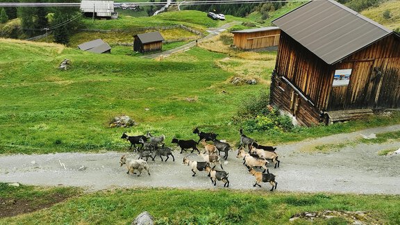 Gaislach - Almhütte Chrisanten Thaya Sölden - Sölden