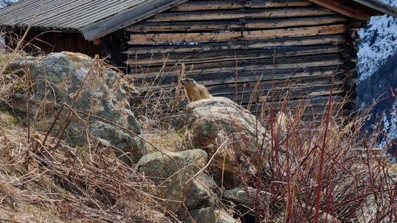 Murmeltier ze Gaislach - Almhütte Chrisanten Thaya Sölden - Sölden