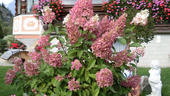 Ein blühender Strauch mit pinken und weißen Blüten steht im Vordergrund. Im Hintergrund sind ein Gebäude mit schmückenden Blumenkästen und eine Statue zu sehen. - Apart Wiesengrund - Sölden