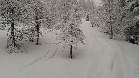 Eine verschneite Landschaft mit Bäumen und einem schneebedeckten Weg. Die Atmosphäre ist ruhig und winterlich. - Appt.  Ferienglück - Sölden