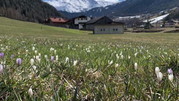 Tausende Krokusse im Frühling - Appt. Ideal - Sölden
