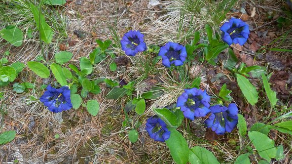 Enzian - Appt. Ideal - Sölden