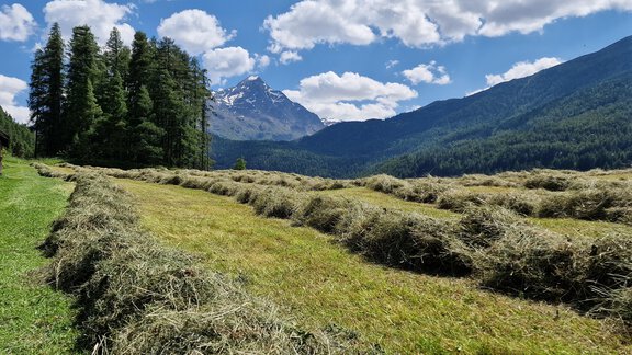 Sommer Heu - Granbichlhof - Sölden