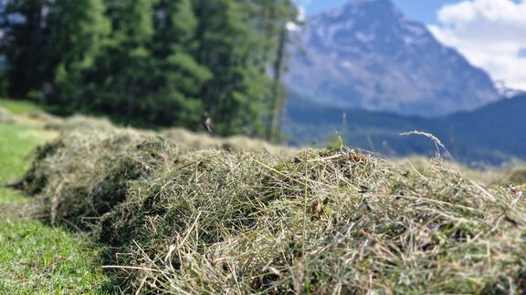 Sommer Heu - Granbichlhof - Sölden