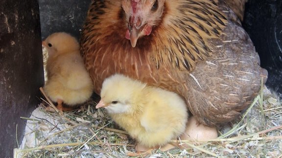 Hühne-mama - Granbichlhof - Sölden
