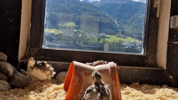 Wachteln - Granbichlhof - Sölden
