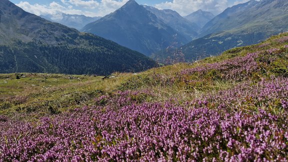 Eine malerische Berglandschaft mit lila blühenden Pflanzen. Im Hintergrund ragen majestätische Berge unter einem klaren Himmel empor. - Granbichlhof - Sölden