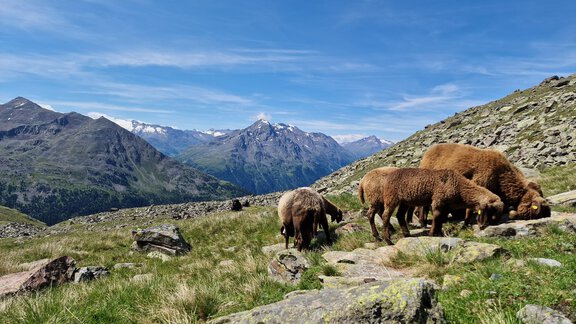 Schafe auf der Alm - Granbichlhof - Sölden