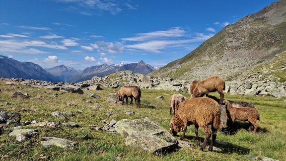 Schafe auf der Alm - Granbichlhof - Sölden