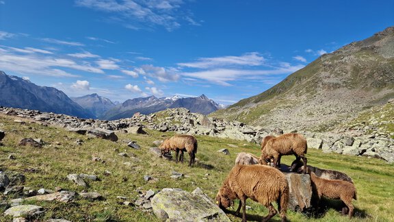Schafe auf der Alm - Granbichlhof - Sölden