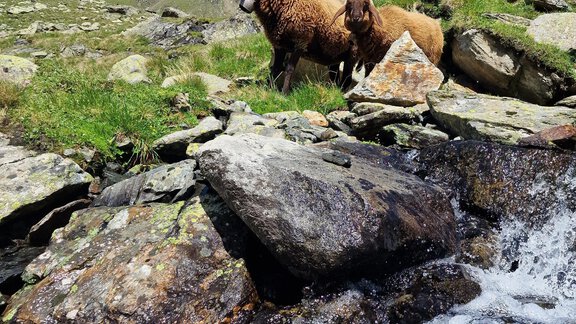 Schafe Berge Wasser - Granbichlhof - Sölden