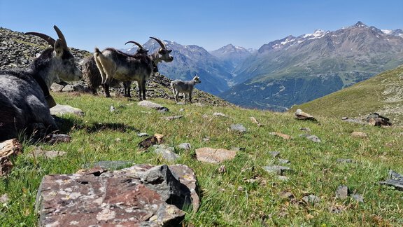 Ziegen auf der Alm - Granbichlhof - Sölden