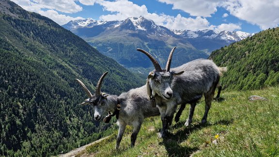Ziegen auf der Alm - Granbichlhof - Sölden