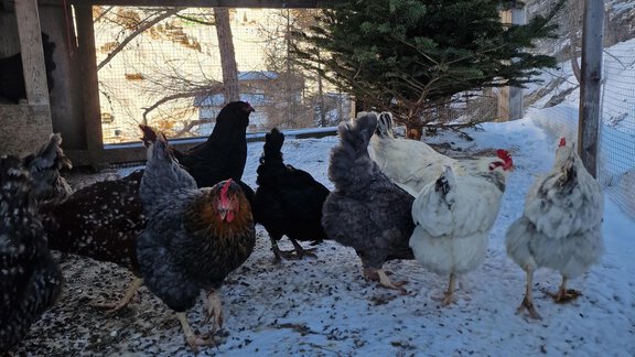 Hühner - Granbichlhof - Sölden