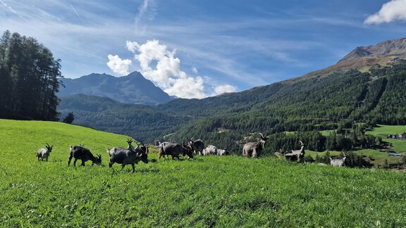 Eine malerische Landschaft mit Ziegen auf einer grünen Wiese. Im Hintergrund sind hohe Berge und ein blauer Himmel zu sehen. - Granbichlhof - Sölden