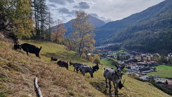Eine malerische Berglandschaft mit Ziegen, die auf einer Wiese grasen. Im Hintergrund sind Berge und ein kleines Dorf sichtbar. - Granbichlhof - Sölden