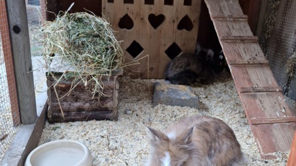 Ein Kaninchen sitzt in seinem Gehege auf Streu. Im Hintergrund ist ein zweites Kaninchen und eine Hütte zu sehen. - Granbichlhof - Sölden