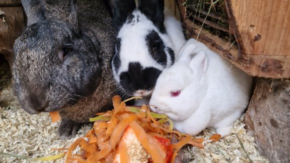 Drei Kaninchen fressen gemeinsam aus einer Schüssel. Die Tiere haben verschiedene Farben: grau, schwarz-weiß und weiß. - Granbichlhof - Sölden