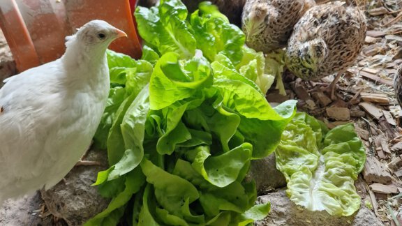 Eine Gruppe von Vögeln steht um frischen Salat und einige Steine. Im Hintergrund sind zwei Eier zu sehen. - Granbichlhof - Sölden