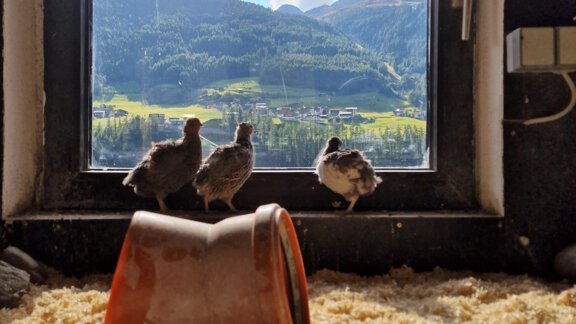 Drei Vögel stehen vor einem Fenster mit Aussicht auf Berge und eine bewölkte Himmel. Der Boden ist mit Holzspänen bedeckt. - Granbichlhof - Sölden