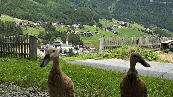 Zwei Enten stehen auf Kies in einer ländlichen Umgebung. Im Hintergrund sind grüne Hügel und der Himmel mit einigen Wolken zu sehen. - Granbichlhof - Sölden
