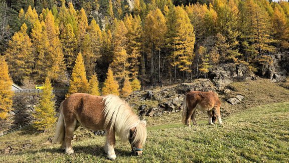 Zwei Ponys grasen auf einer Wiese vor einem Wald mit herbstlich gefärbten Bäumen. Die Szenerie ist idyllisch und zeigt die Farbenpracht der Natur. - Granbichlhof - Sölden