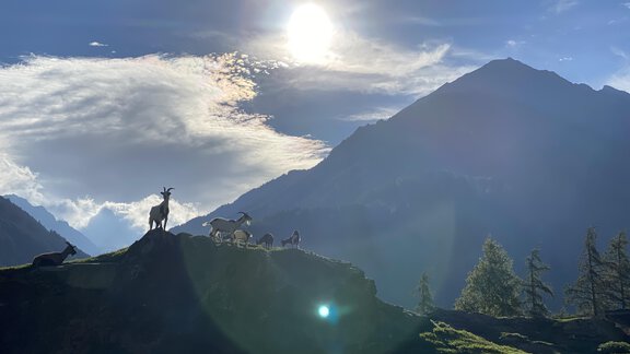 Ziegen am Berg - Haus Florian - Sölden