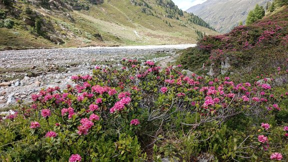 Geliebtes Windachtal - Michls Hoamat Appartement - Sölden