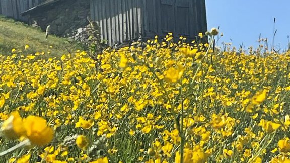 Kleble Alm Frühsommerblüte 2021 - Top Apart Daniela - Sölden