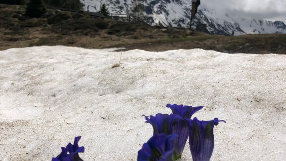 Frühlingserwachen auf den Bergen Mai 2020 - Top Apart Daniela - Sölden