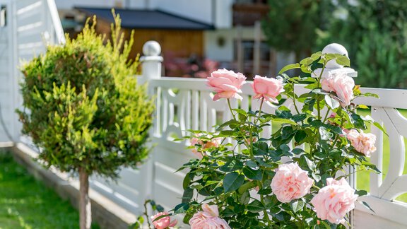 Schöne rosa Rosen blühen neben einer gepflegten Hecke. Im Hintergrund ist ein weißer Zaun und ein Wohngebäude zu sehen. - Villa Castelbell - Sölden