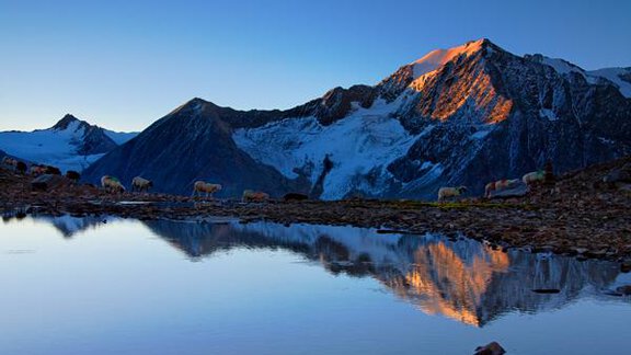 Eine majestätische Gebirgslandschaft mit schneebedeckten Gipfeln und einem klaren See, der die Berge spiegelt. Im Vordergrund grasen einige Schafe friedlich am Ufer. - Hotel Vent - Vent