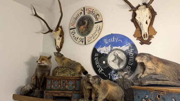 A collection of mounted animals, including a fox and groundhogs, on a shelf. Horns and decorative plaques hang on the wall. - Mein Weisskugel - Vent