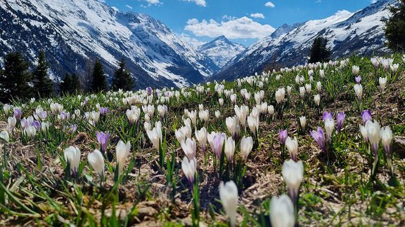 Almhütte Chrisanten - Almhütte Chrisanten Thaya Sölden - Sölden