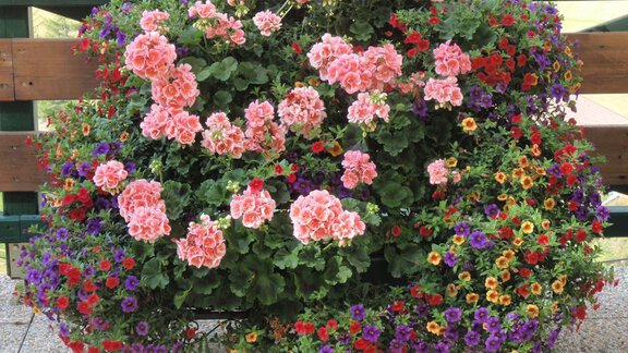 Blumenschmuck - Appartement Schwalbennest - Sölden