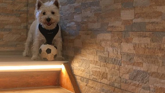 A small dog is standing on a staircase and holding a soccer ball between its paws. The staircase is decorated with wood and stone and has soft lighting. - Haus Albin - Sölden
