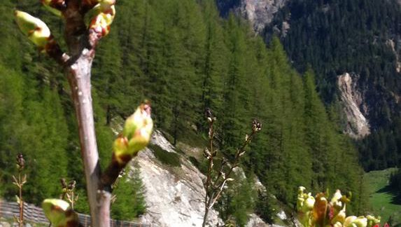 Aussicht hinter dem Haus - Haus Hugo - Sölden