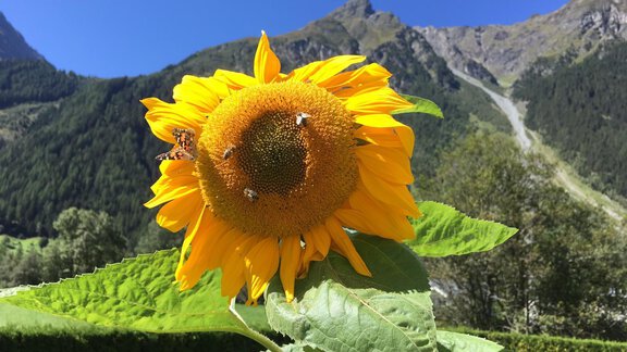 Sonneblumen - Haus Sonnwend - Sölden