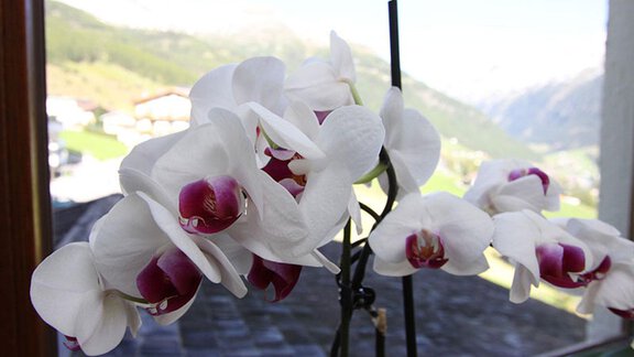 Blumen1 - Haus Stefanie - Sölden