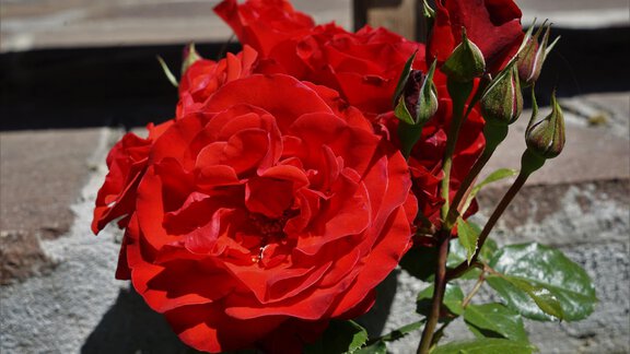 Eine Gruppe von roten Rosenblüten mit frischem grünem Laub. Einige Knospen sind ebenfalls zu sehen. - Villa Cornelia - Sölden